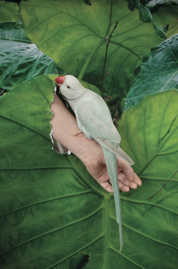 The Parrot