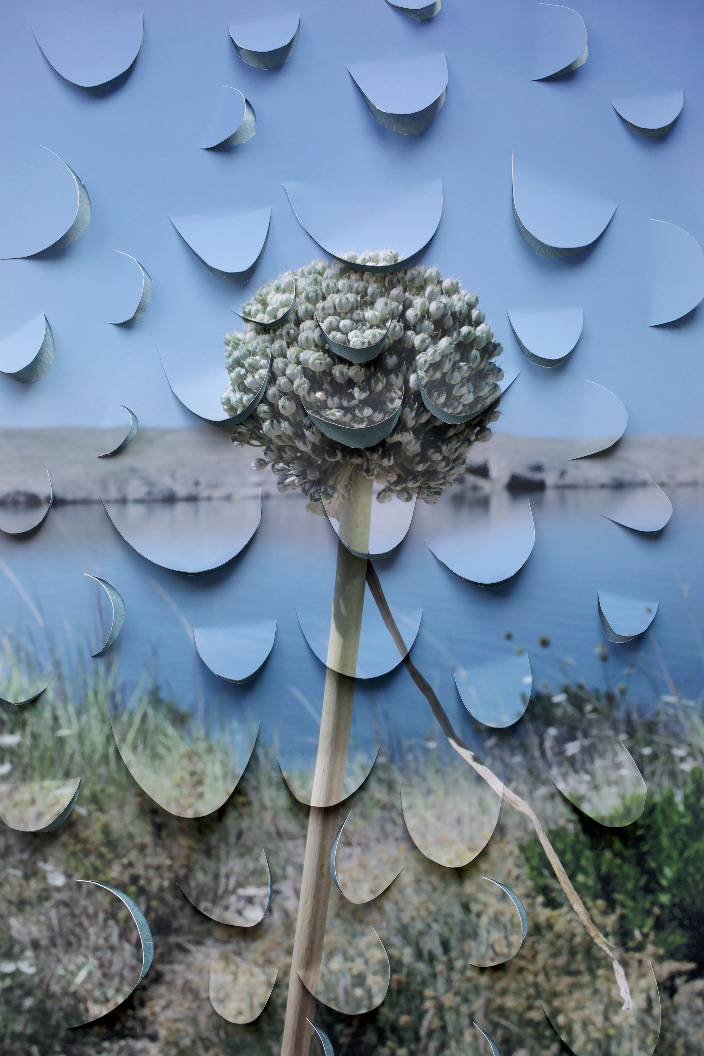 The Wild Onion 